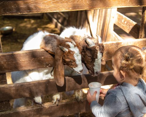 a-child-feeds-a-goat-on-a-farm-selective-focus-2022-09-07-15-55-05-utc