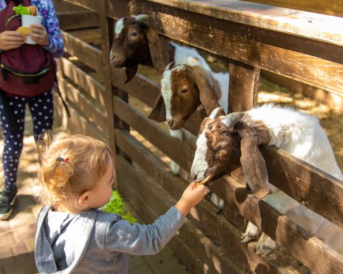 a-child-feeds-a-goat-on-a-farm-selective-focus-2022-09-07-15-55-07-utc