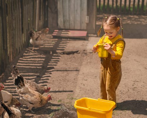 a-child-feeds-poultry-on-a-farm-2022-11-15-01-44-52-utc