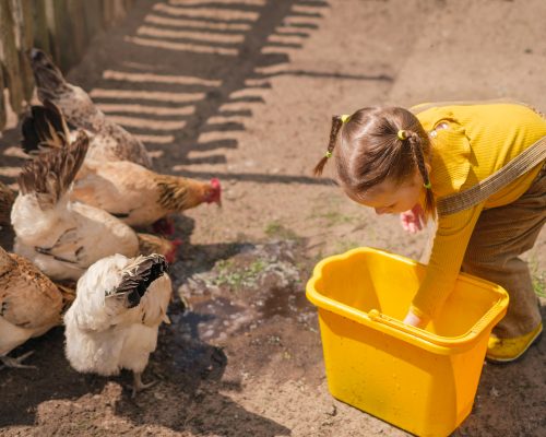 a-child-in-rustic-clothes-feeds-chickens-on-a-farm-2023-03-21-00-07-29-utc