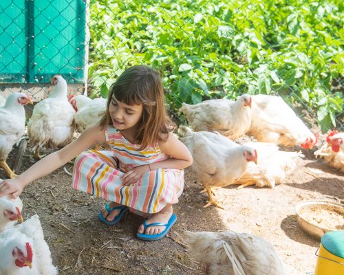 a-child-on-a-farm-with-a-chicken-selective-focus-2022-06-29-07-55-33-utc