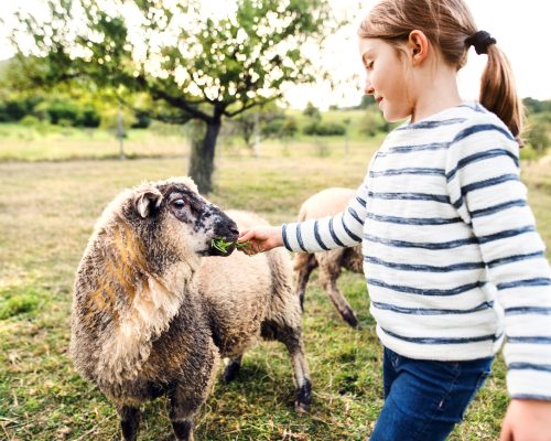 a-small-girl-feeding-sheep-on-the-farm-2022-03-30-20-23-45-utc