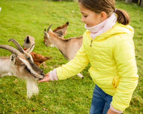 child-girl-feeding-goat-in-agritourism-farm-2022-09-21-15-59-17-utc