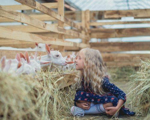 side-view-of-child-going-to-kiss-goat-at-farm-2022-12-16-21-34-33-utc